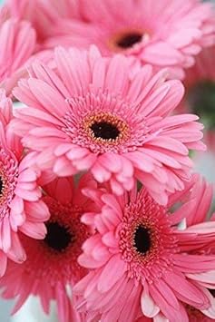 Daisy Flower Heirloom Non Gmo Image