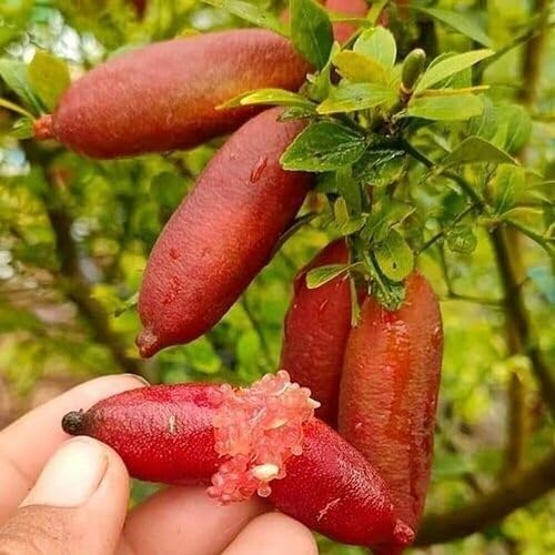 Red Finger Lime Fruit - Heirloom, Non - Gmo Seeds
