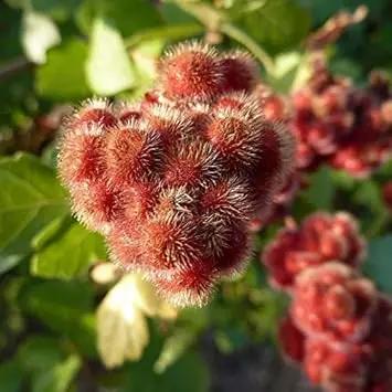 Red Rhus Aromatica Plant Seeds for Planting - NON GMO Seeds Dhara Seeds