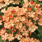 Peach Verbena Didyma Flower Seeds for Planting 100 seeds for planting in home garden