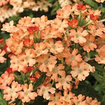 Peach Verbena Didyma Flower Seeds for Planting 100 seeds for planting in home garden