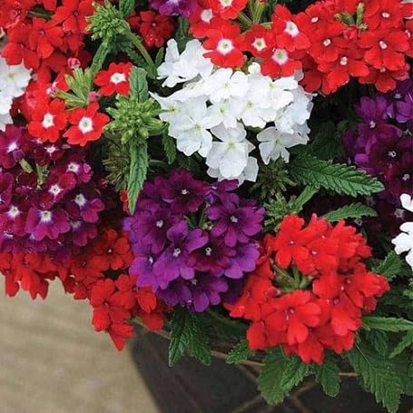 Mixed Verbena Flower - Heirloom, Non - Gmo Seeds