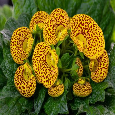 Calceolaria Flower - Heirloom, Non - Gmo Seeds
