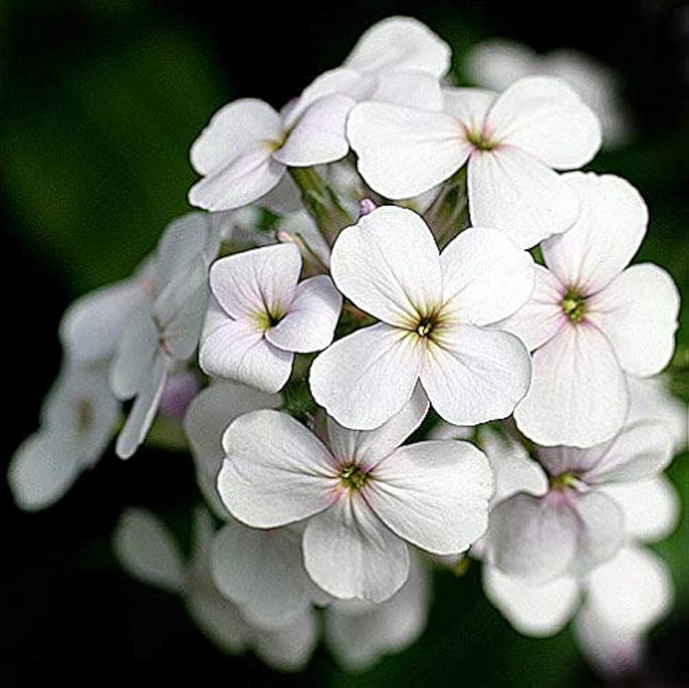 Dame’s Rocket Flower Seeds for Planting Hesperis Matronalis for Flower Beds