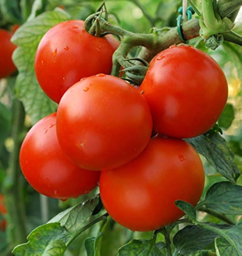 Giant Tomato Seeds (Red) – Fresh Vegetable Seeds for Planting Large Juicy Tomatoes