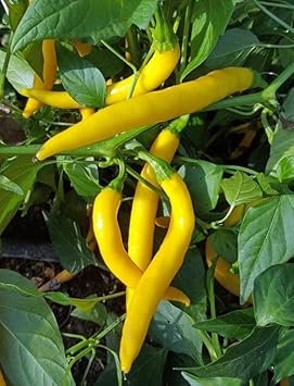 Yellow Heirloom Non Gmo Image