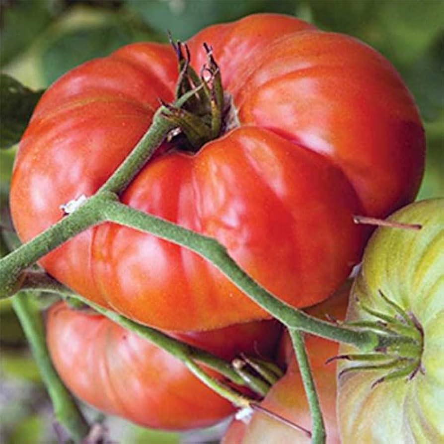 Marianna's Peace Tomato (Heirloom) seeds for planting in garden