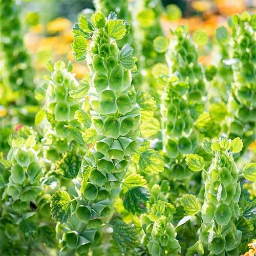Green Moluccella - Heirloom, Non - Gmo Seeds