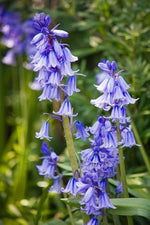 Heirloom Non-GMO Bluebell Flower Seeds for Planting – Unique Bell-Shaped Blooms for Woodland Gardens for planting in your garden.