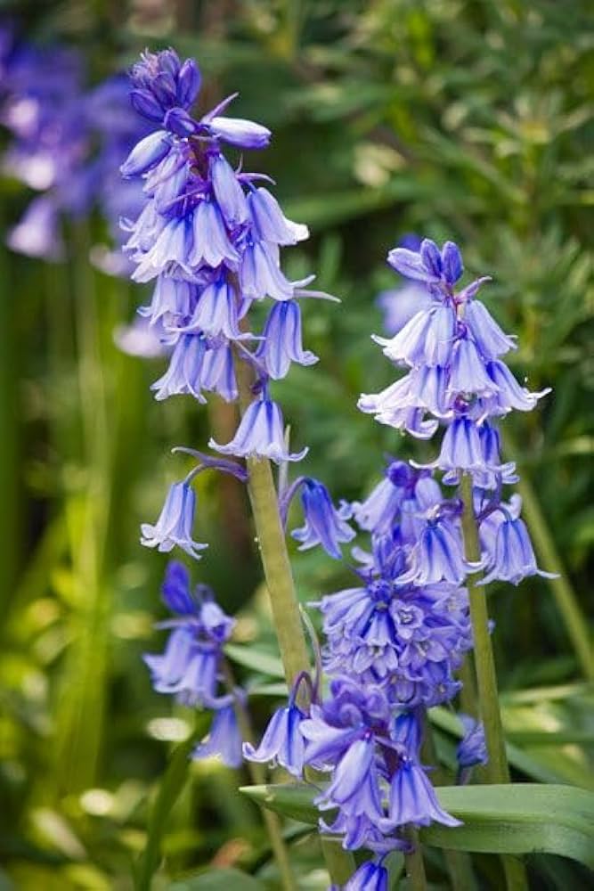 Heirloom Non-GMO Bluebell Flower Seeds for Planting – Unique Bell-Shaped Blooms for Woodland Gardens for planting in your garden.