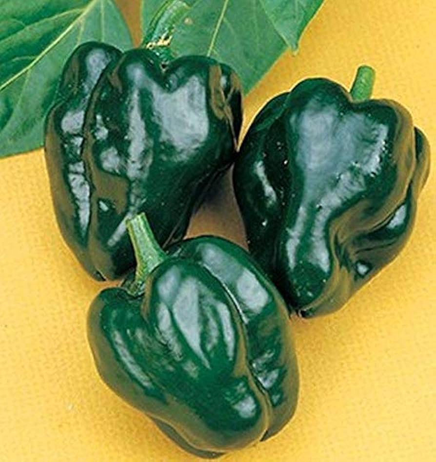Ancho Hot Pepper Seeds for Planting in Vegetable Patch