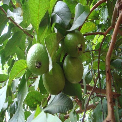 Green Guava Fruit - Heirloom, Non - Gmo Seeds