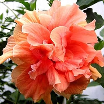 Heirloom Non-GMO Peach Hibiscus Flower Seeds for Planting – Tropical Garden Blooms