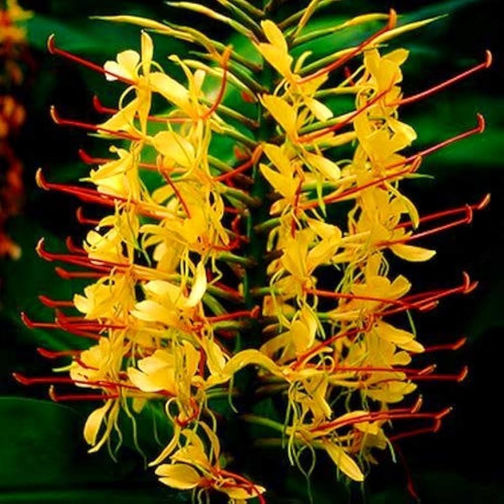 Kahili Ginger Lily Hedychium gardnerianum Plant Seeds for Planting
