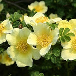 Yellow Xanthina Flower Seeds for Planting, 100 seeds for planting in home garden