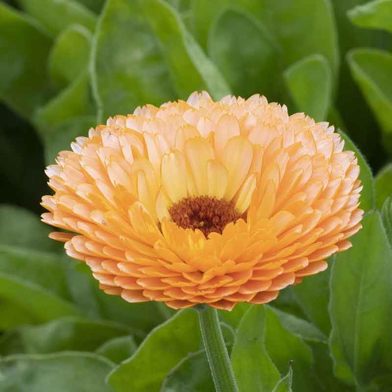 Rosa Surprise Calendula officinalis Seeds for Planting for Herbal Tea and Cut Flower Garden