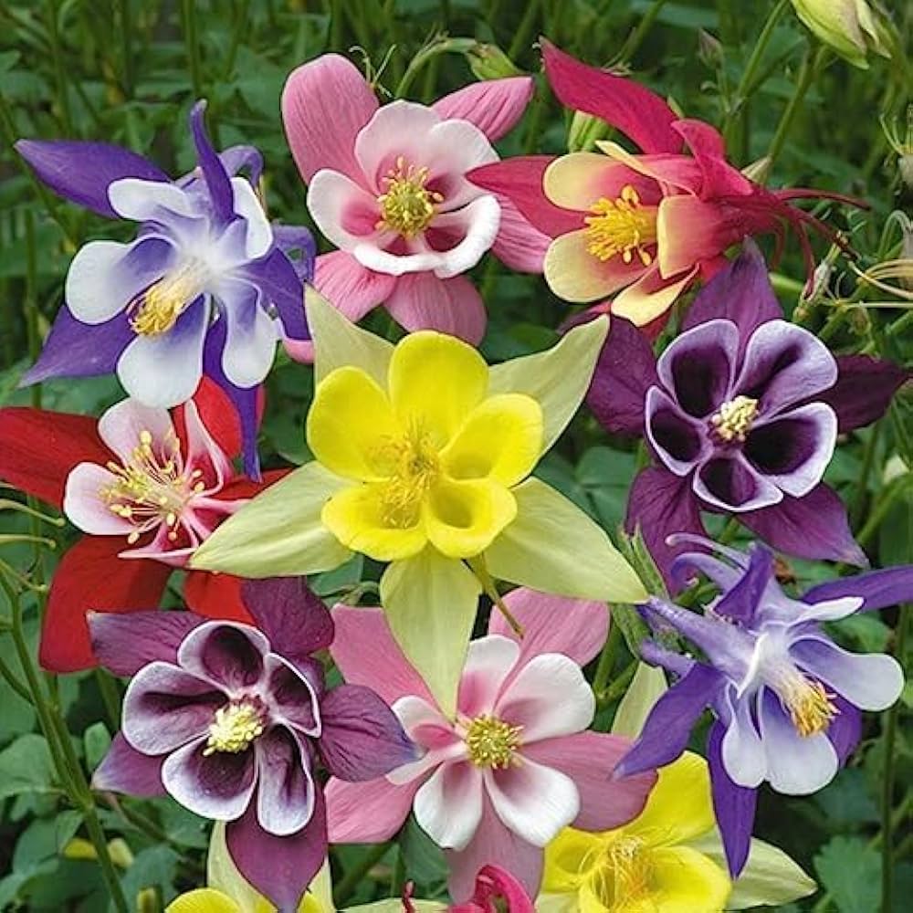 Columbine Biedermeier Mix Seeds – , Hardy, Compact & Heirloom