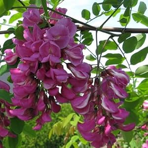 Robinia Pseudoacacia for planting
