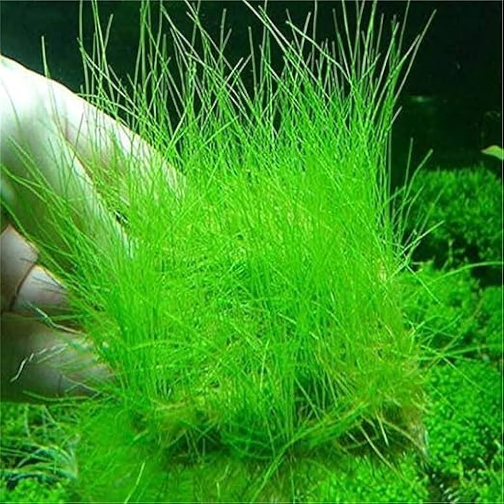 Aquarium Grass Seeds for Water Grasses and Aquatic Plant Gardens