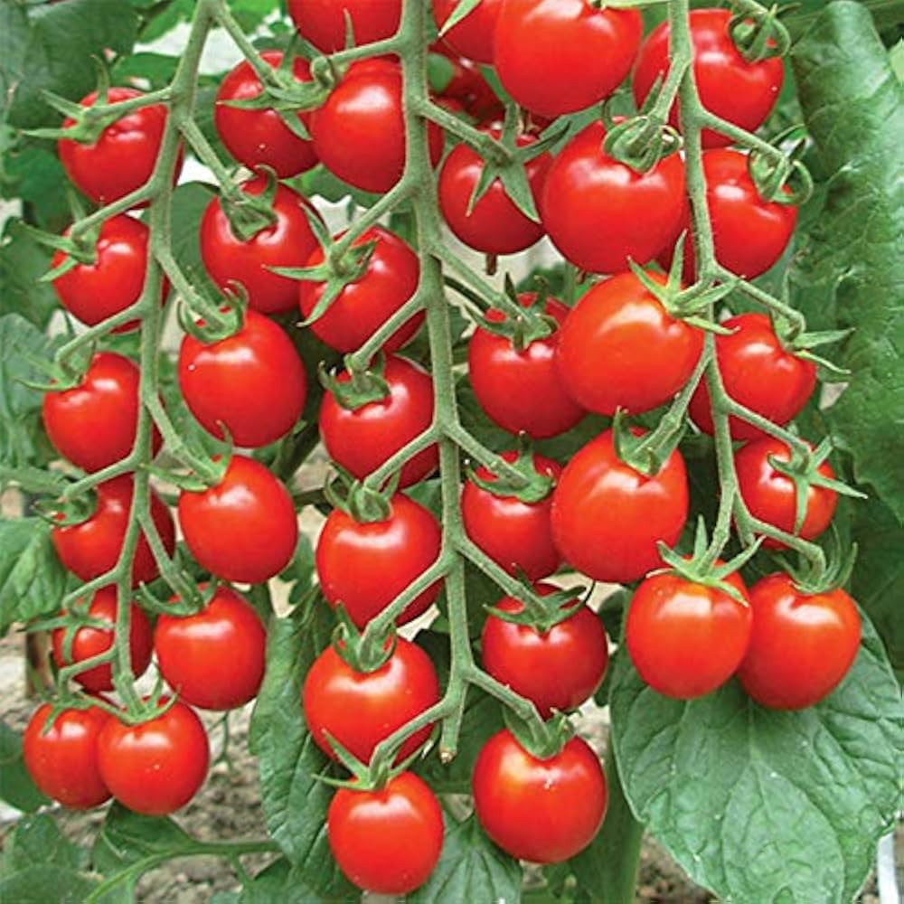 Large Red Cherry Tomato Seeds