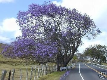 Purple Jacaranda Flower Heirloom Non Gmo Image
