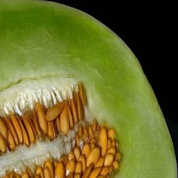 Green Dew Melon Fruit Seeds for Planting and Cultivating Refreshing and Aromatic Melons