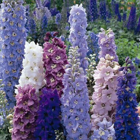 Mixed Delphinium Flower - Heirloom, Non - Gmo Seeds