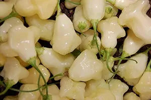 Pepper Capsicum baccatum Aji White Fantasy vegetable seeds for planting in kitchen garden containers