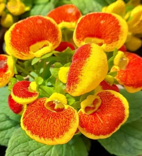 Red Yellow Calceolaria Flower - Heirloom, Non - Gmo Seeds