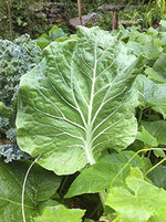 Tronchuda Kale (Brassica oleracea) seeds for planting in vegetable patch