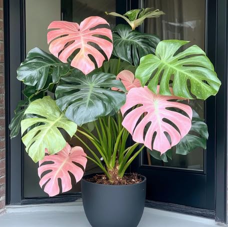 Mixed Monstera - Heirloom, Non - Gmo Seeds