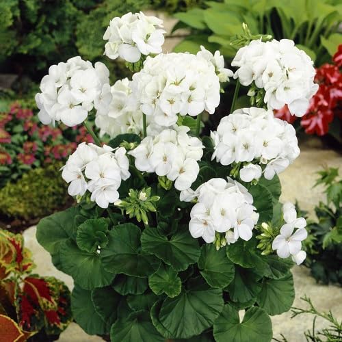 White Geranium Flower - Heirloom, Non - Gmo Seeds