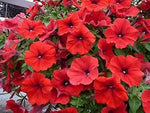 Red Petunia Flower Seeds for Garden Planting - Heirloom Seeds for Home Garden, GMO Free for planting in your garden.