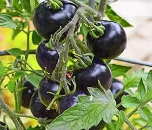 Giant Tomato Seeds Purple Easy to Grow