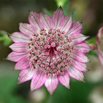 Pink Astrantia Flower Seeds – Non-GMO Heirloom Seeds for Cottage Garden Charm Dhara Seeds
