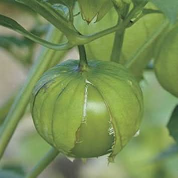 Tomatillo Seeds for Planting