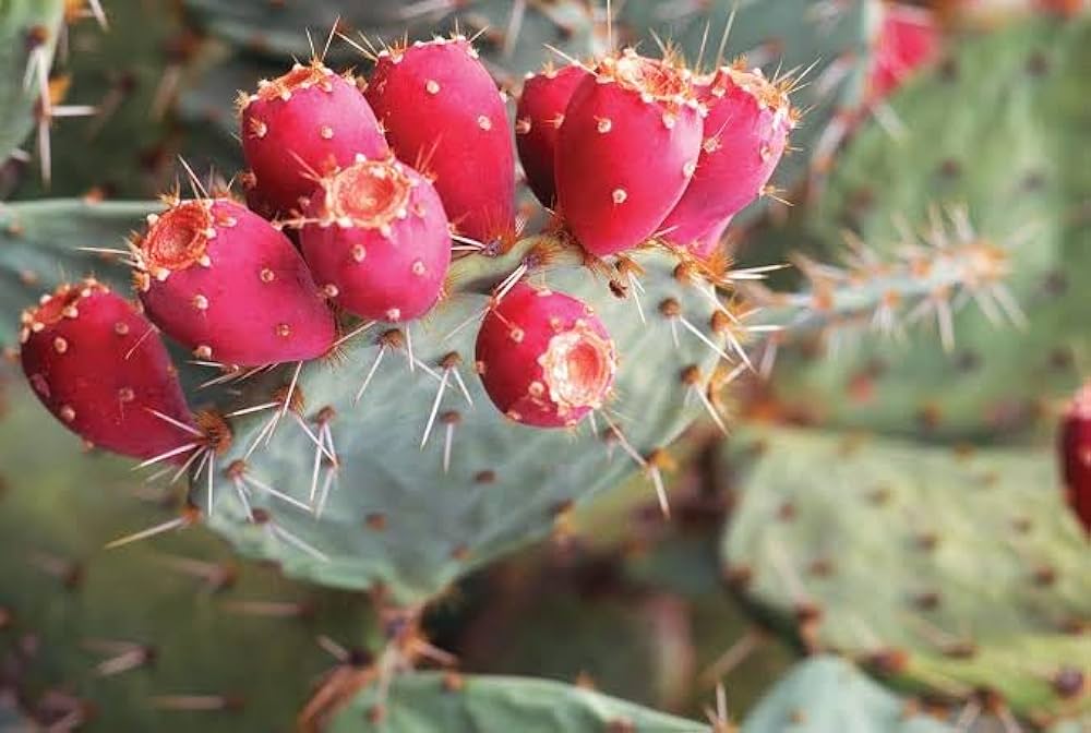 Pink Opuntia Chlorotica Planting Seeds for Garden - Heirloom Seeds for Home Garden, GMO Free Seeds