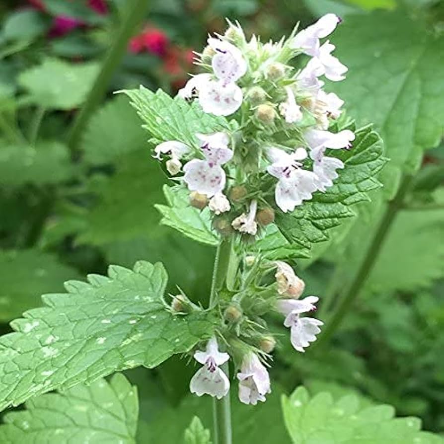 Green CatMint Seeds – Herb Garden Favorite-Heirloom & Non-GMO Seeds for planting – Fresh Herb for Your Garden