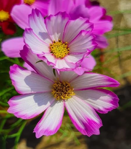 Pink White Cosmos Flower - Heirloom, Non - Gmo Seeds