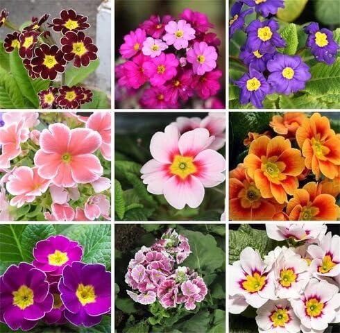 Mixed Primrose Flower - Heirloom, Non - Gmo Seeds
