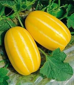 Yellow Musk Melon Fruit Seeds , Exotic and Sweet Melons for Your Garden