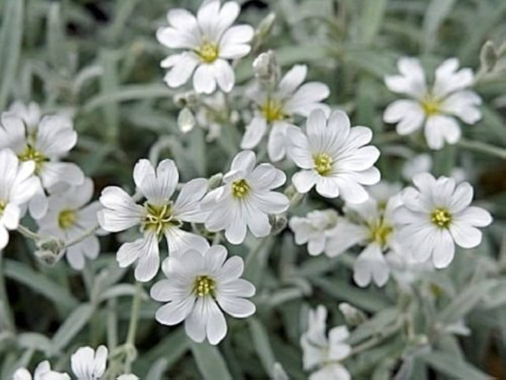 CERASTIUM Perennial Flower Seeds