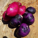 Pink‑Purple Potato Solanum tuberosum seeds for garden planting