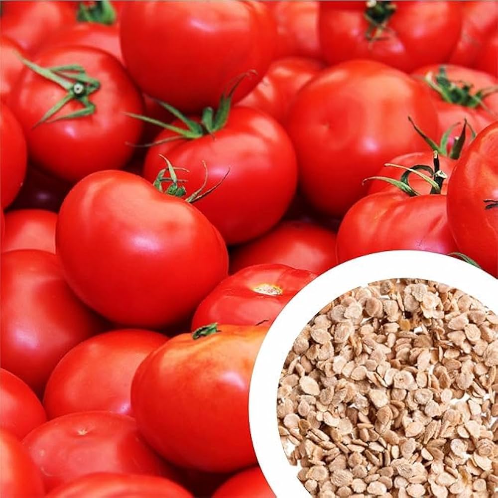 Red Tomato – Solanum lycopersicum – for planting in vegetable garden