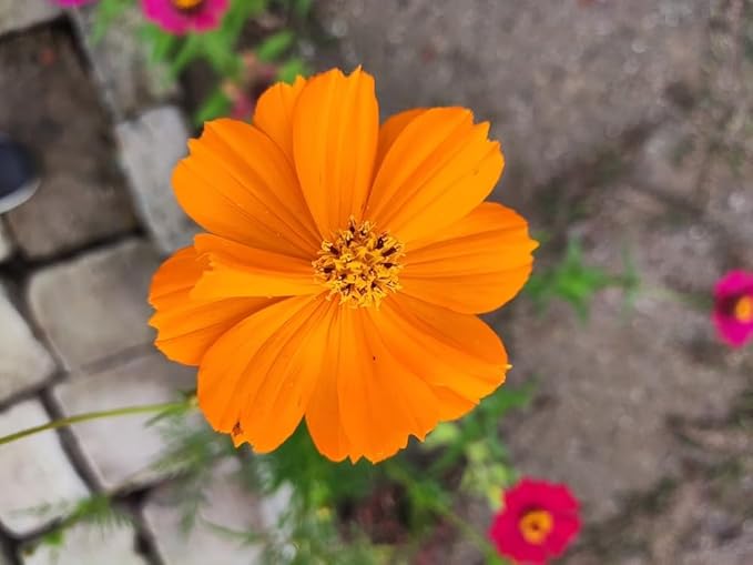 Cosmos Orange Sunshine Seeds for Planting flower bed
