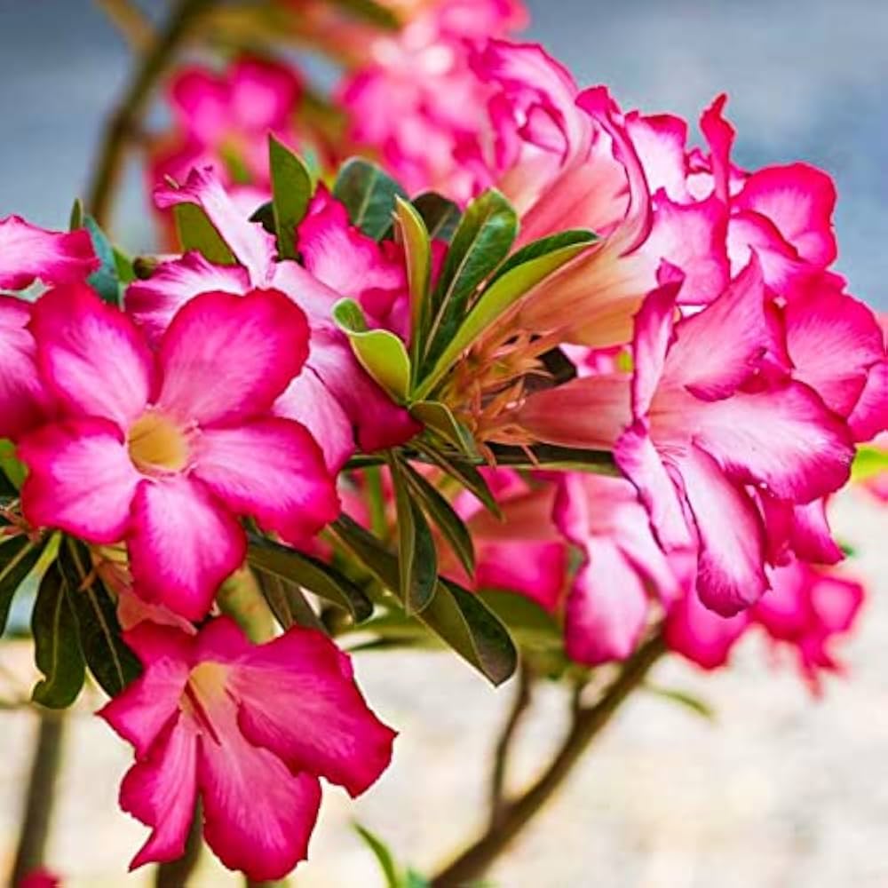 Pink IMO Desert Rose Seeds for Planting Adenium Flower – Heirloom, Non-GMO