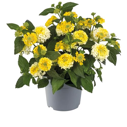 Yellow Lantana Flower - Heirloom, Non - Gmo Seeds