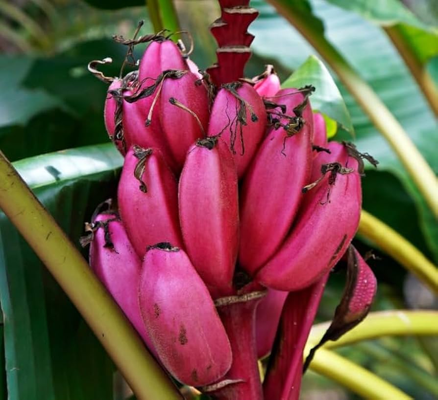 Pink Banana (Musa velutina) for planting in tropical or container garden