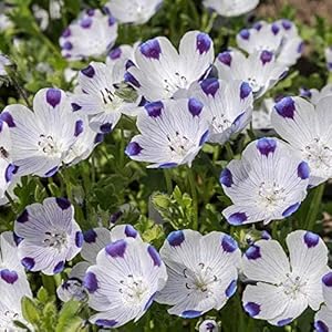  white bowl-shaped five spot flowers with purple petal tips in garden


