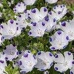  white bowl-shaped five spot flowers with purple petal tips in garden

